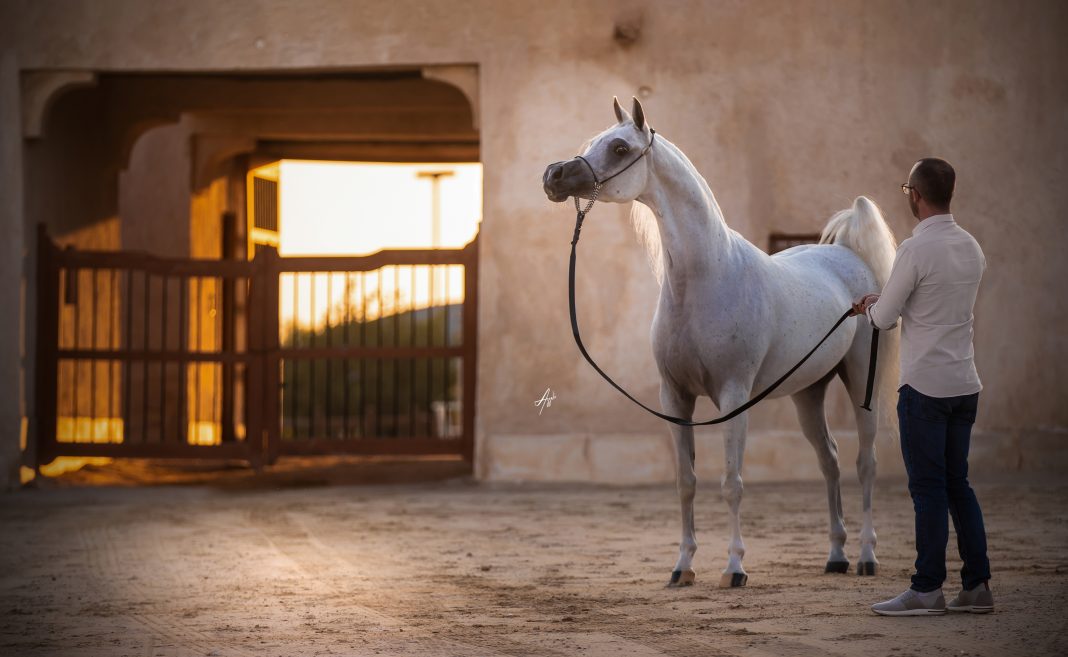 Basmah Albidayer Albidayer Stud The Arabian Breeders Magazine