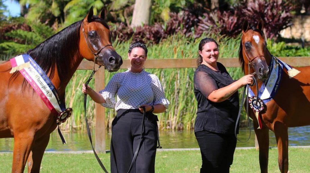 Australasian Arabian Breeders Coalition happy owners and horses