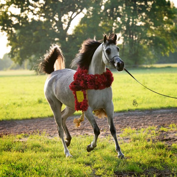 Abellia Pride of Poland Stuart Vesty TheArabianMagazine.Com