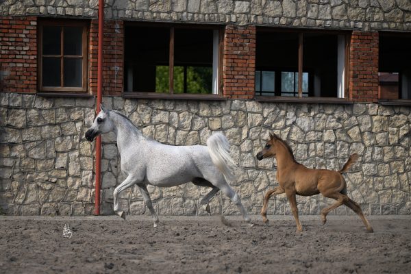 ESMORA & EL BRUNO