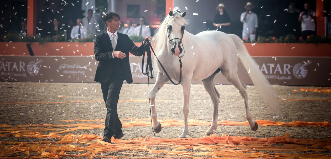 Valkenswaard Gold Champion Stallion, E.S. Harir