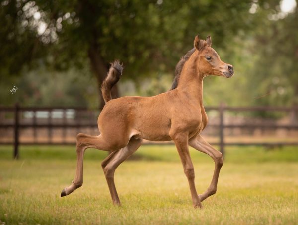 Durrat Albidayer as a foal