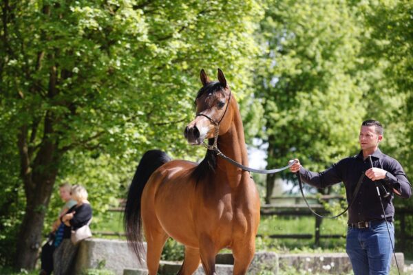  Princess Marga (Lamandro x Princess Marenga). Credit Melanie Groger