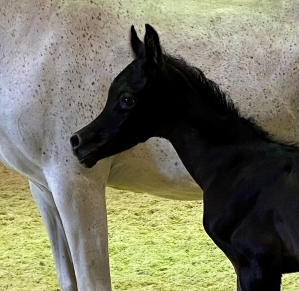 Jamaal Ibn Esskhija Sax black colt foal