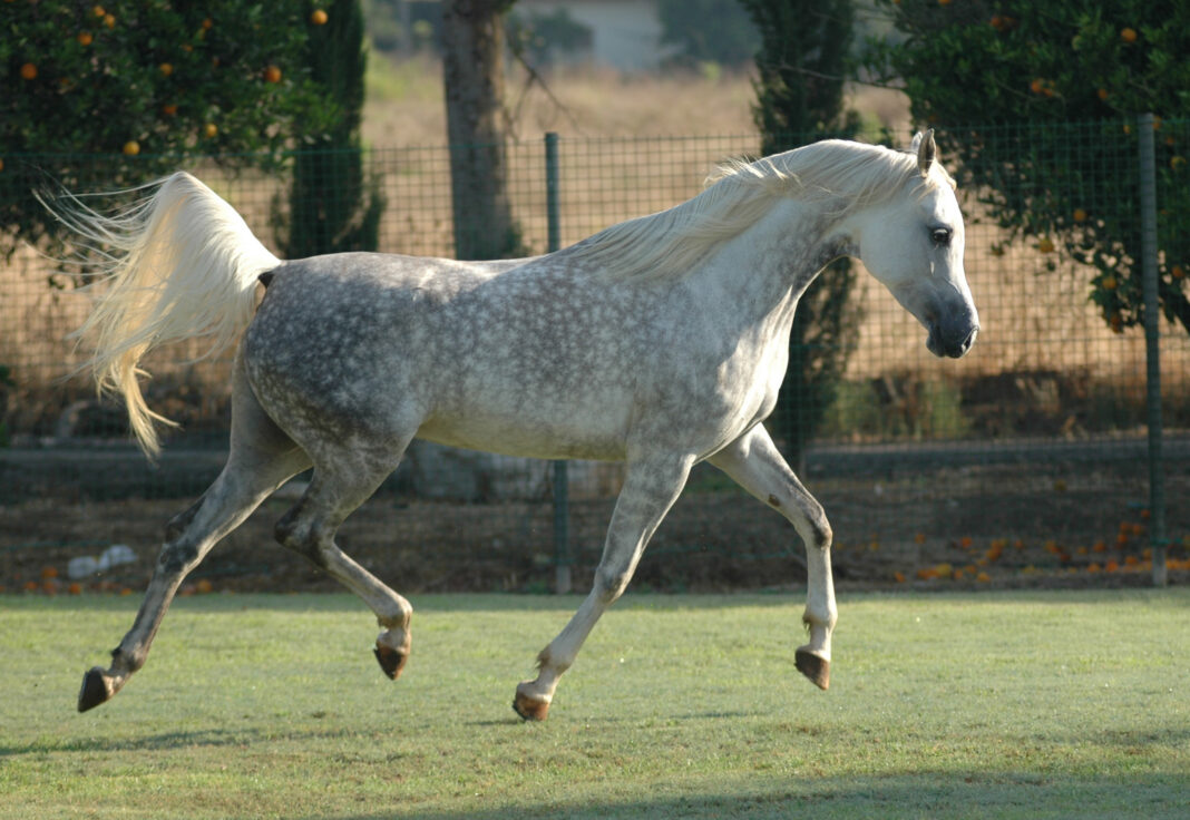 Dumka grey Polish Arabian mare trotting