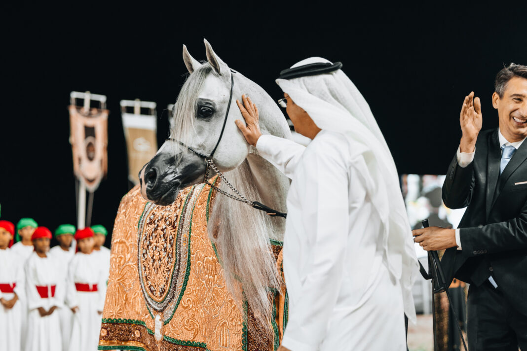 D Seraj Dubai Arabian Stud Global Champions Arabians Tour, The Arabian Magazine