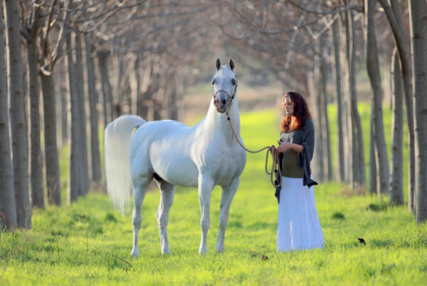 Laheeb straight Egyptian stallion 