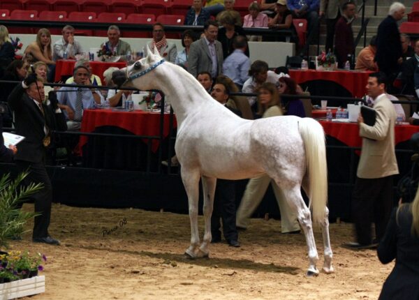 Dumka at the Arabian Breeders' World Cup in Las Vegas. Credit Nancy Pierce