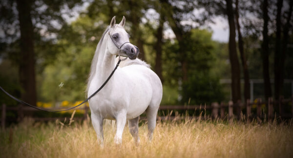 Grey Arabian mare standing in grass