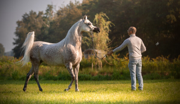 Grey Arabian mare walking on grass