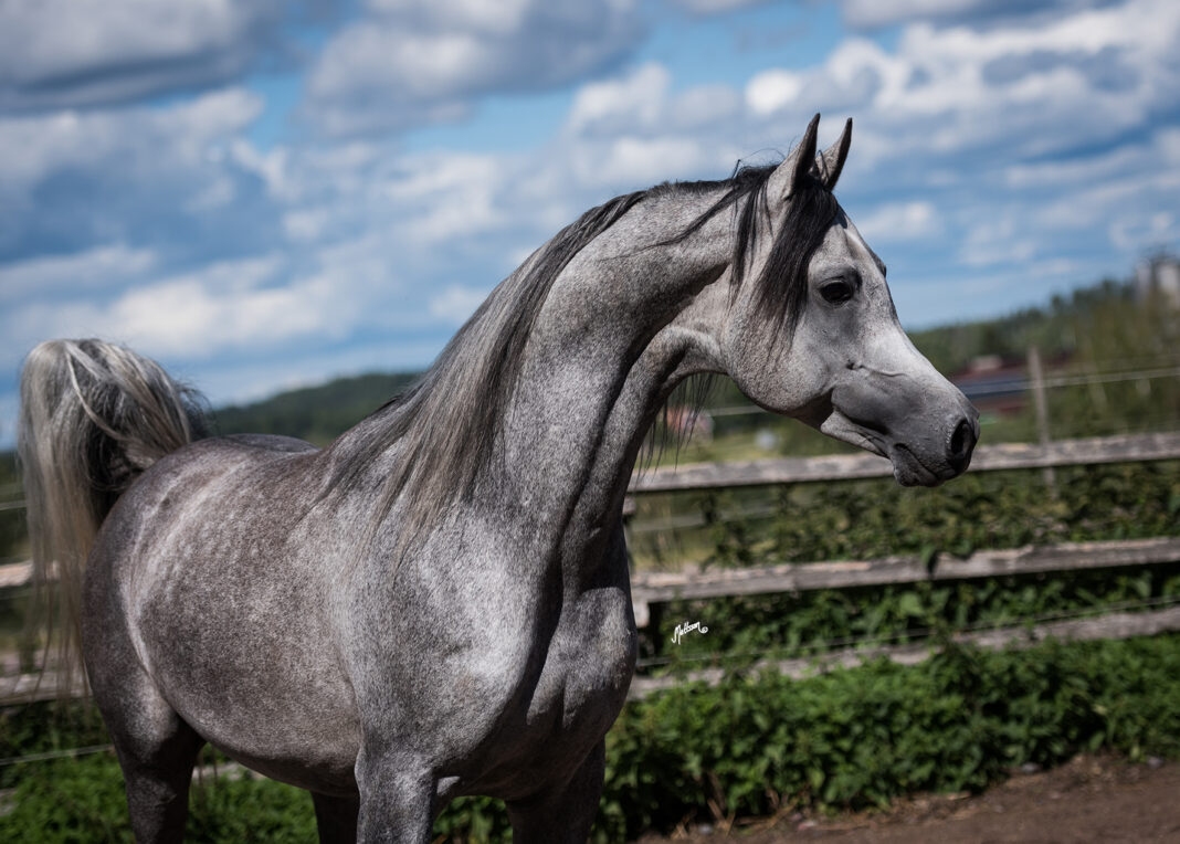 Poter grey Arabian stallion standing looking to the right with blue skies and green hedges in the background