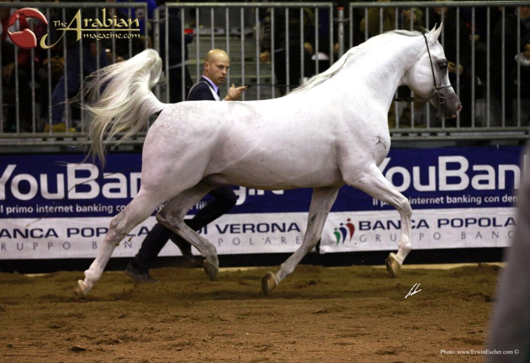 Grey Arabian horse powerfully trotting, tail raised in the air and all four feet off the ground