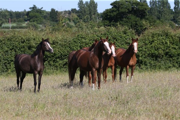 The mare herd - minus Maddie - waiting to be asked for another run (c) Bob Langrish MBE