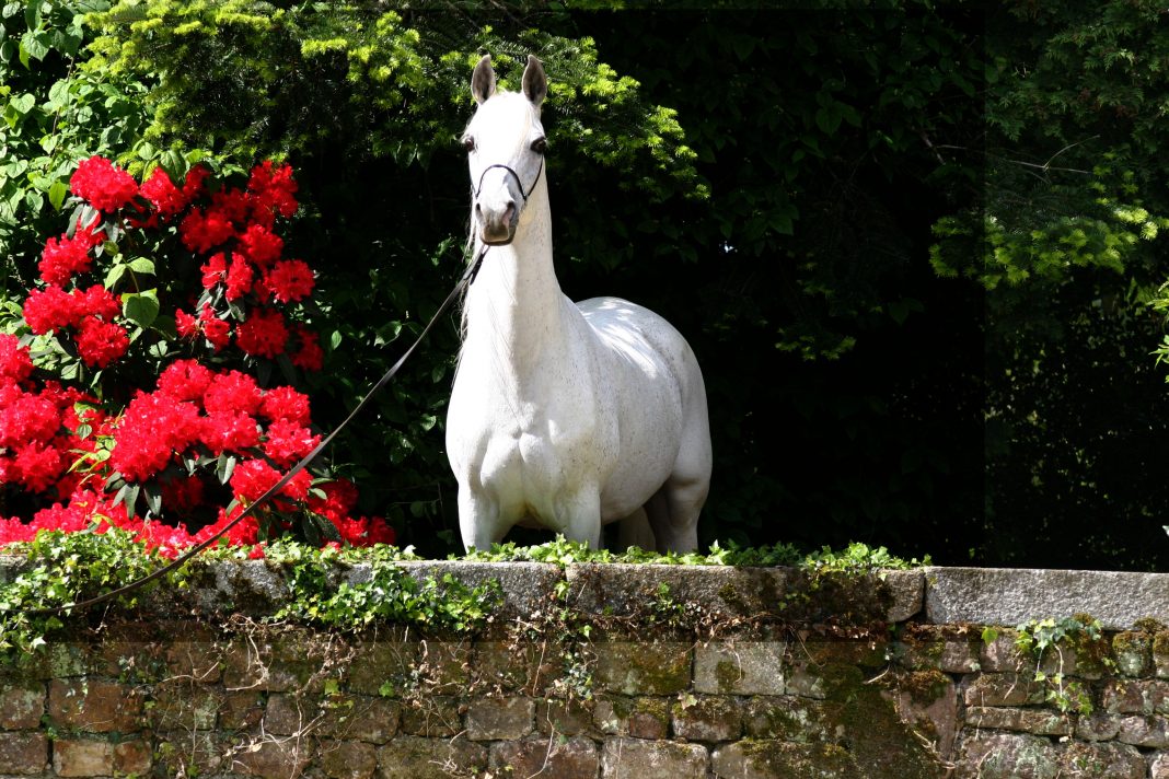 Grenlandia Eukaliptus Maxwell Lodge Farm The Arabian Magazine On the Cover