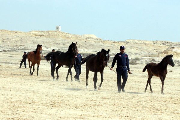 The Royal Arabian Studs of Bahrain