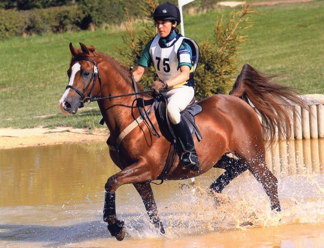 Marcus Aurelius, chestnut Arabian stallion, trotting through water