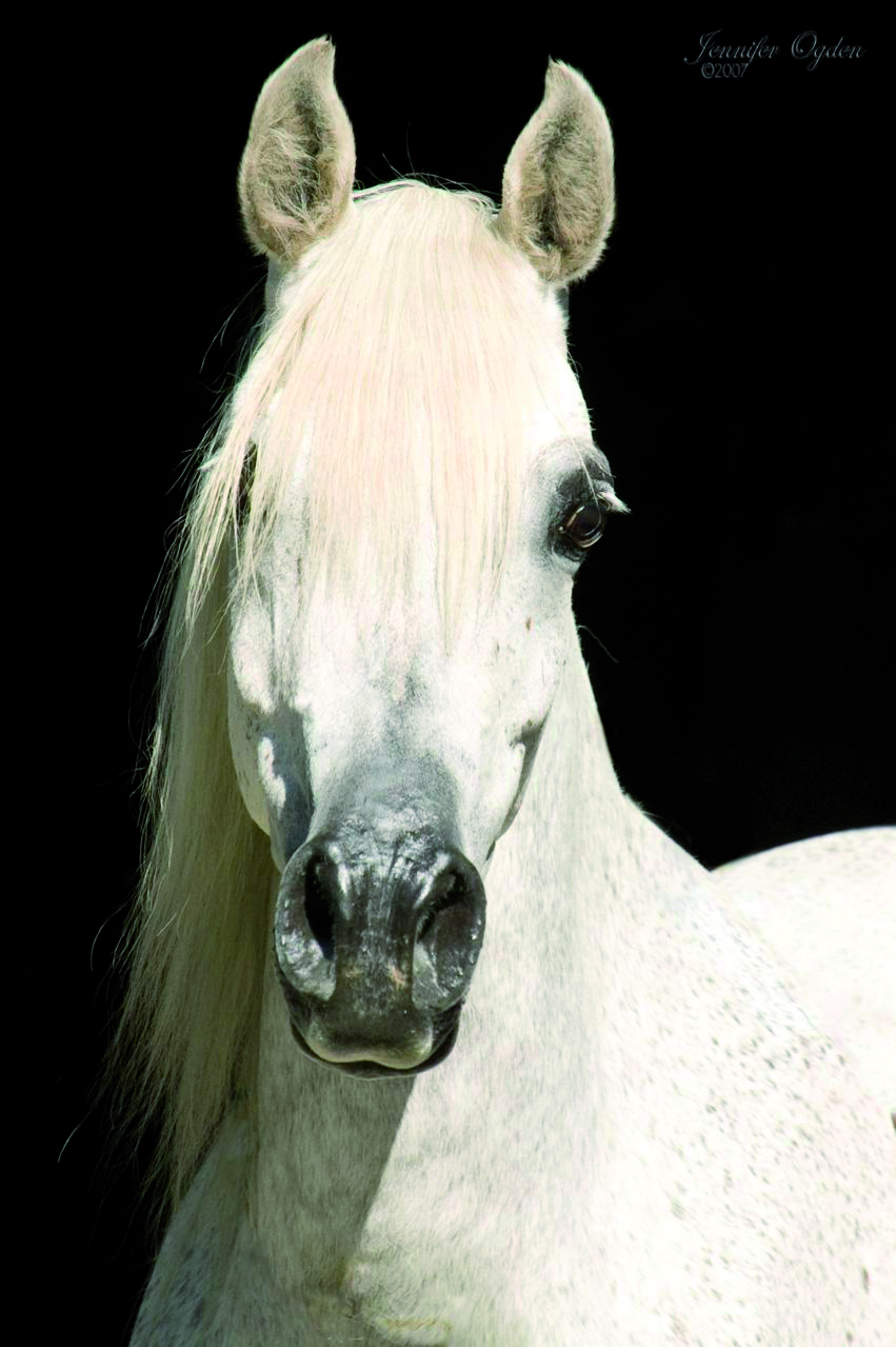 The Arabian Breeders' Magazine: The Breeders Interview - Marion ...