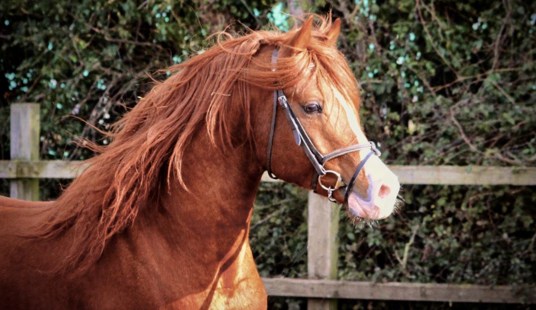 chestnut stallion, part of The Girl with the Jumping Arabs team