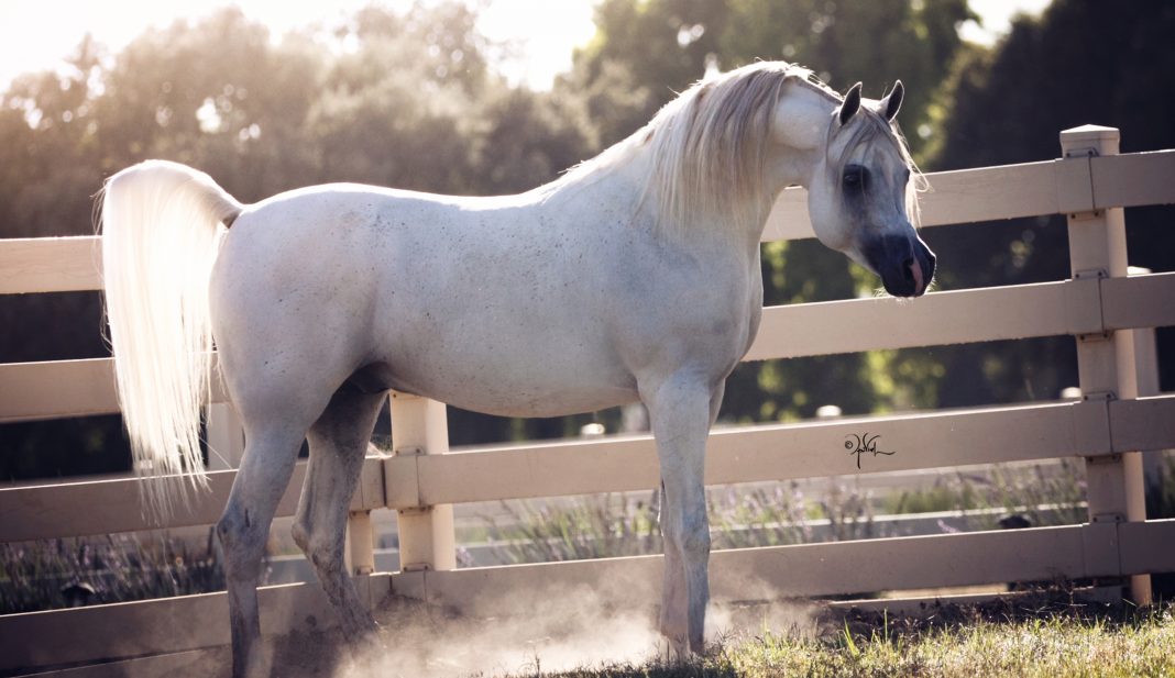 Versatile Arabian stallion Om El Benicio, cover star and son of WH Justice, with the light coming through is tail