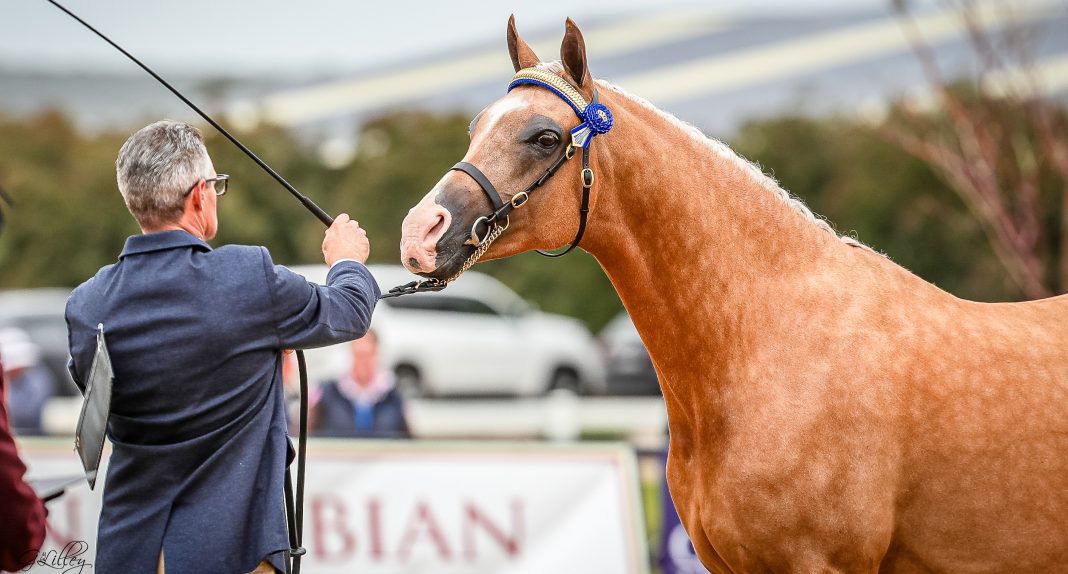 Australian National Championships 2021 - Foxwood Golden Spark Arabian Stockhorse