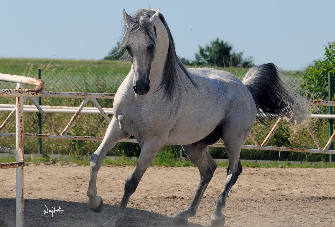 Polish stallion Ontario HF (Monarch AH x HF Orzonna)