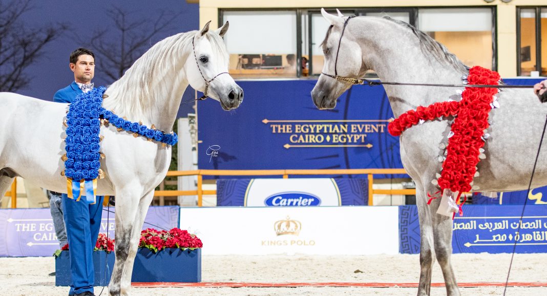 Mohanad Badrawi and Mourad el Farida stallion champions at the Egyptian Event Cairo