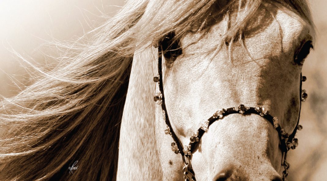 sepia headshot of Arabian stallion Ramses Mishaal Nadir