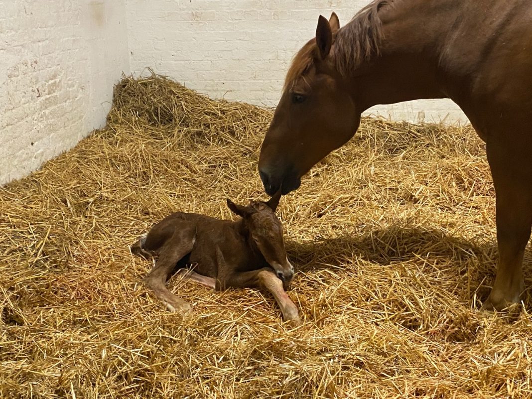 Suffolk Punch mare with filly foal