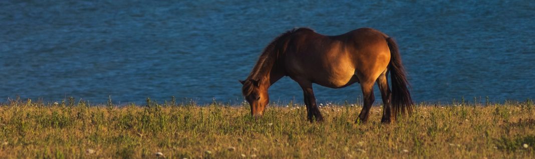 Spillers research into EMS and laminitis